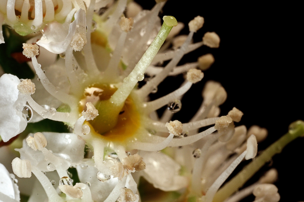 Einzelne Blüte des Kirschlorbeer.JPG - Einzelne Blüte des Kirschlorbeer